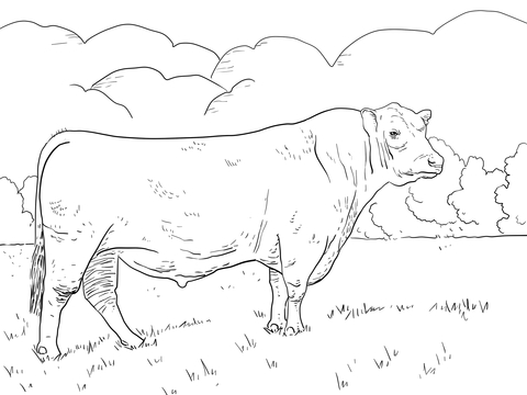 480x360 Angus Bull Coloring Page Free Printable Coloring Pages