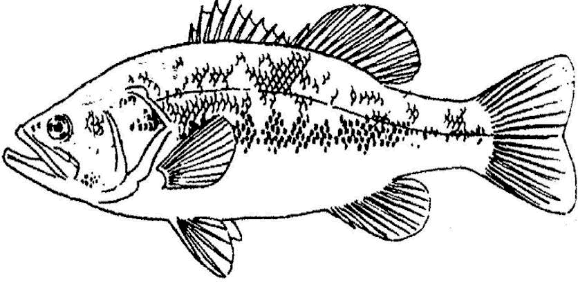 836x408 Walleye Coloring Pages
