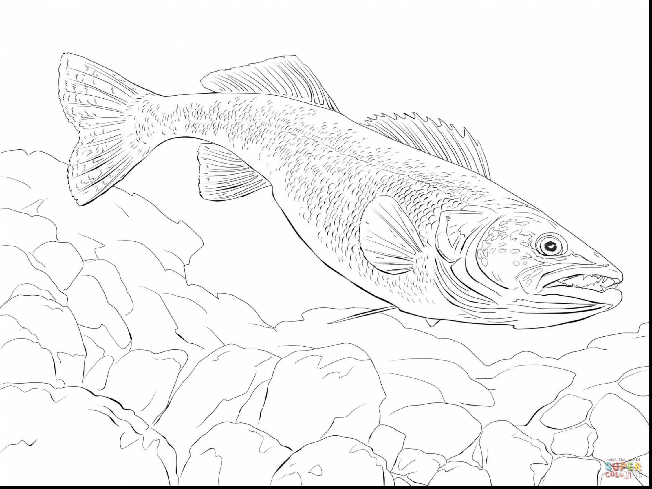 2252x1689 Marvelous Walleye Fish Coloring Page With Fishing Coloring Pages