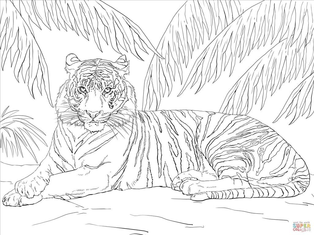 1024x768 Ideal Tiger Coloring Page Wallpapers Unknown Resolutions High