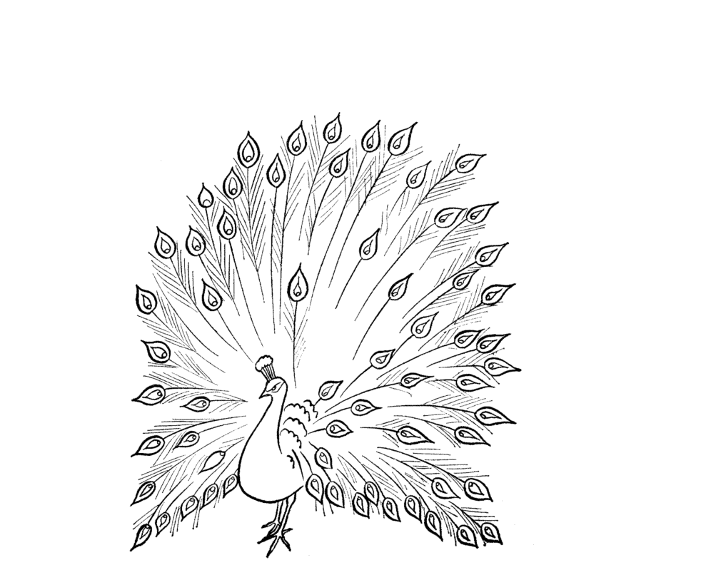 982x820 Colour Drawing Free Wallpaper Peacock Coloring Drawing Free Wallpaper