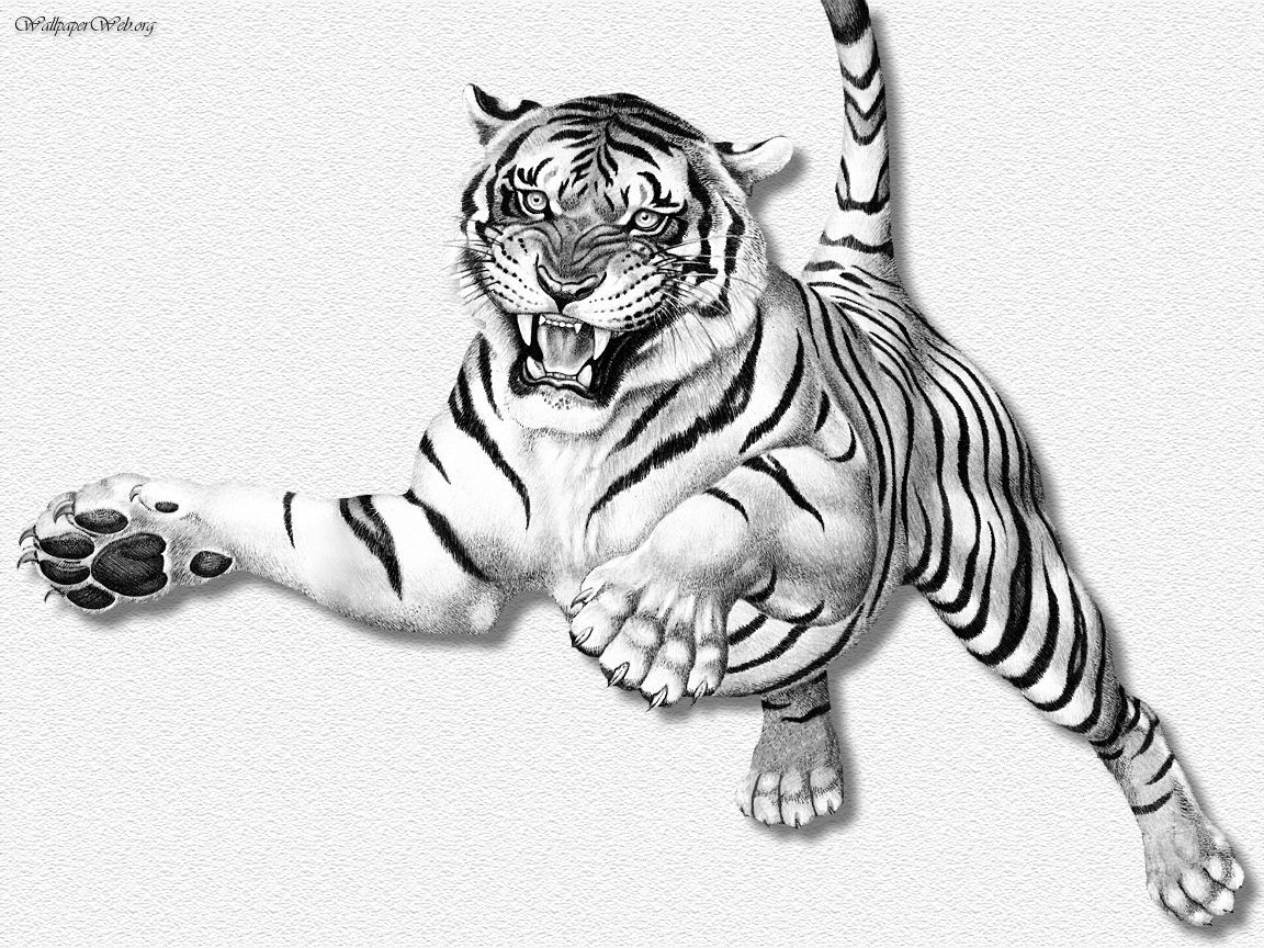 1152x864 Wallpaper Hd Sketch Tiger