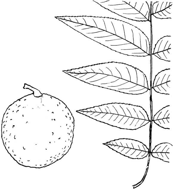 580x640 Genus Juglans, L. (Walnut) Clipart Etc