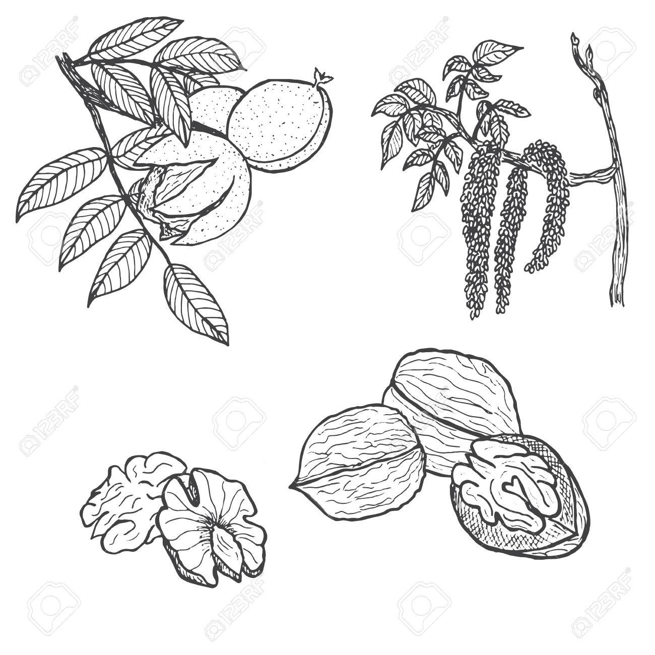 1300x1300 Hand Drawn Walnut Isolated On White Background, Vector Sketch