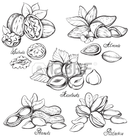 426x450 Set Of Nuts Walnuts, Almonds, Hazelnuts, Peanuts, Nutmeg, Coconut