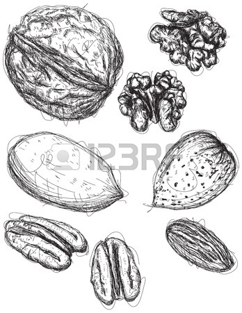 348x450 Walnut, Pecan, And Almond Sketches Royalty Free Cliparts, Vectors