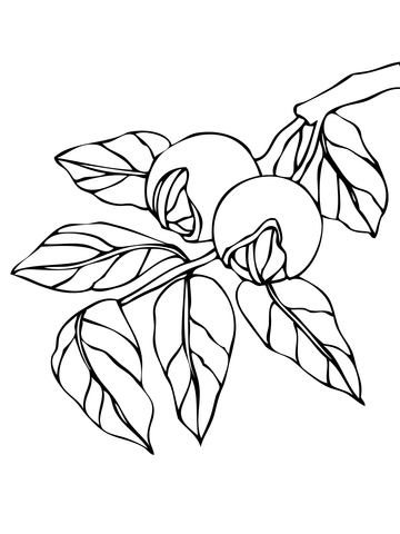 360x480 Walnut Branchlet Coloring Page Free Printable Coloring Pages