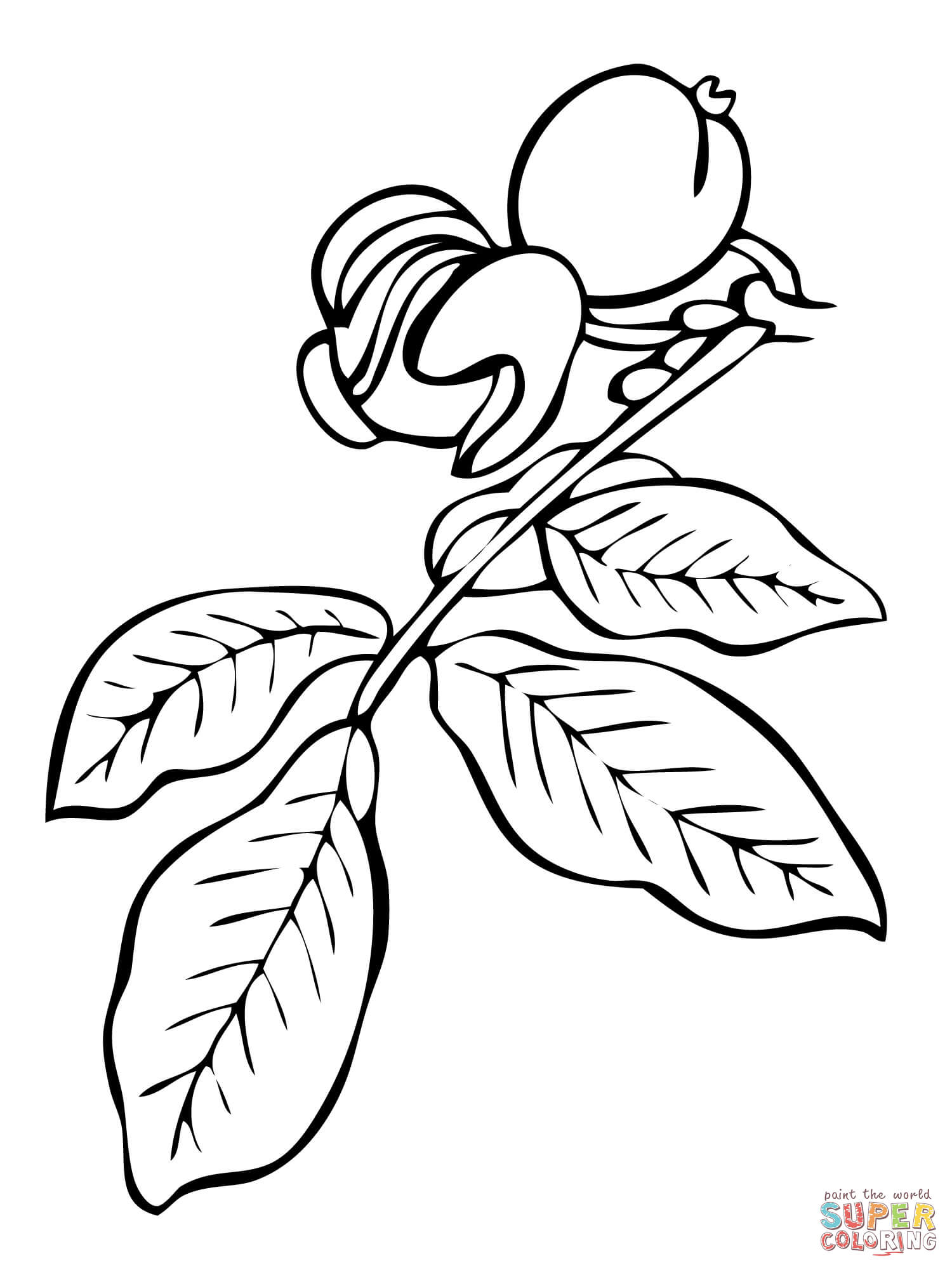 1500x2000 Walnut Tree Branch Coloring Page Free Printable Coloring Pages