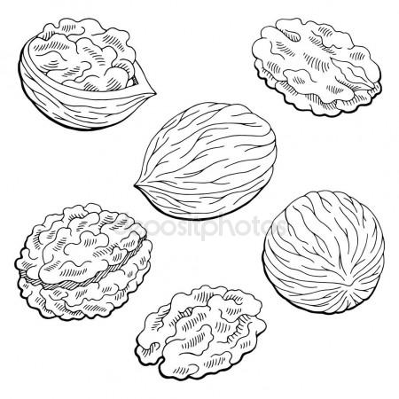 450x450 Walnut Graphic Black White Isolated Sketch Illustration Vector