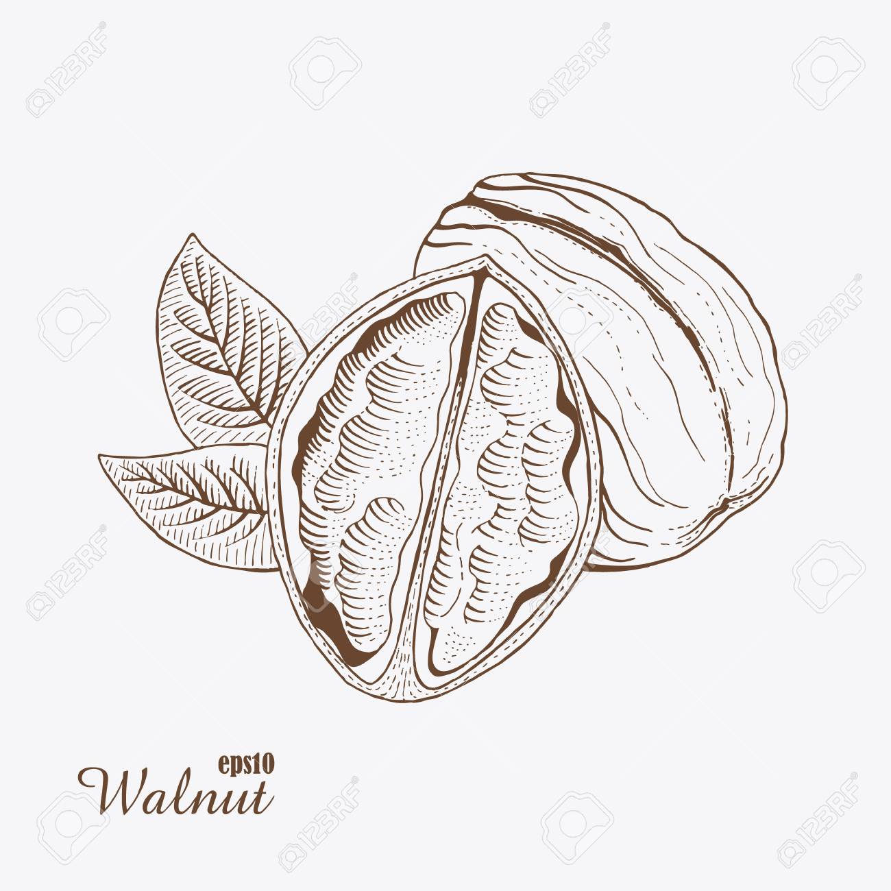 The best free Walnut drawing images. Download from 81 free drawings of ...