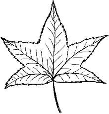 220x229 Walnut Leaf Sketch