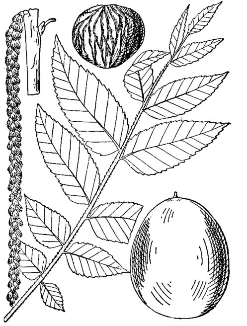 497x656 Black Walnut