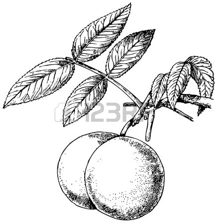 434x450 Eastern Black Walnut Royalty Free Cliparts, Vectors, And Stock