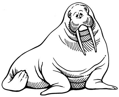 420x342 23 Best Walrus Images On Beauty Products, Gadget And Logo