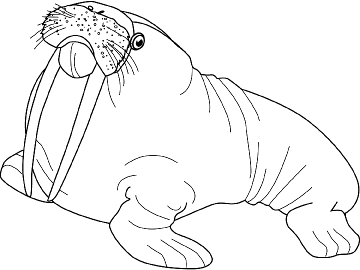 720x540 Coloring Walrus With His Tusks Picture