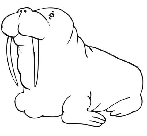 480x444 Fat Walrus Coloring Page Free Printable Coloring Pages