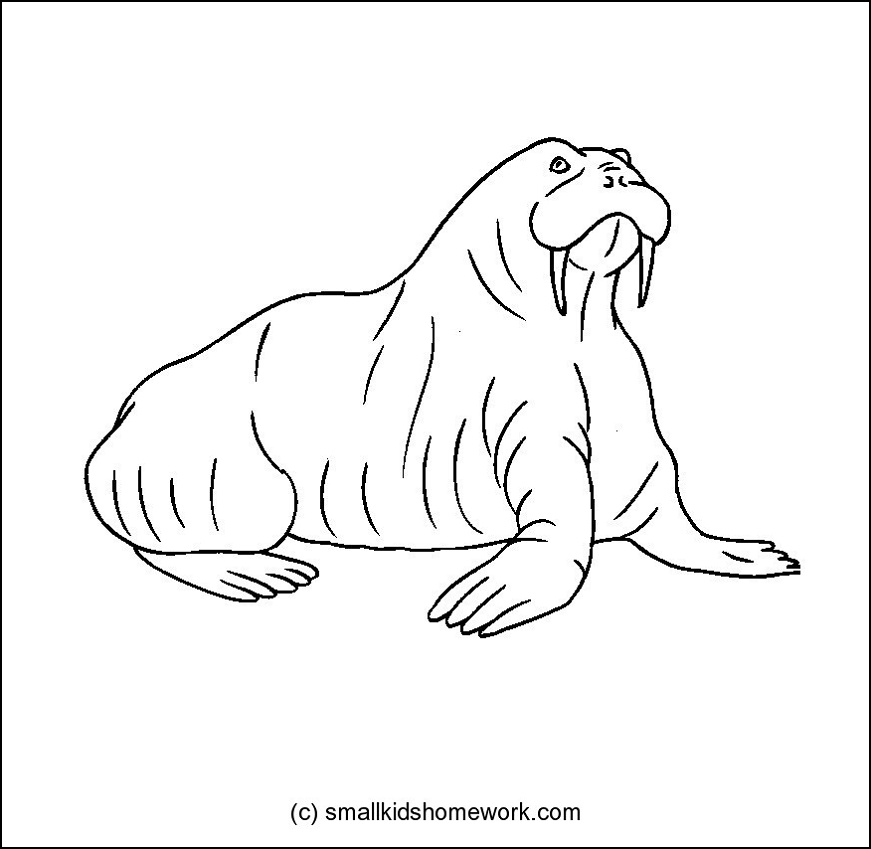 Walrus Drawing at GetDrawings | Free download