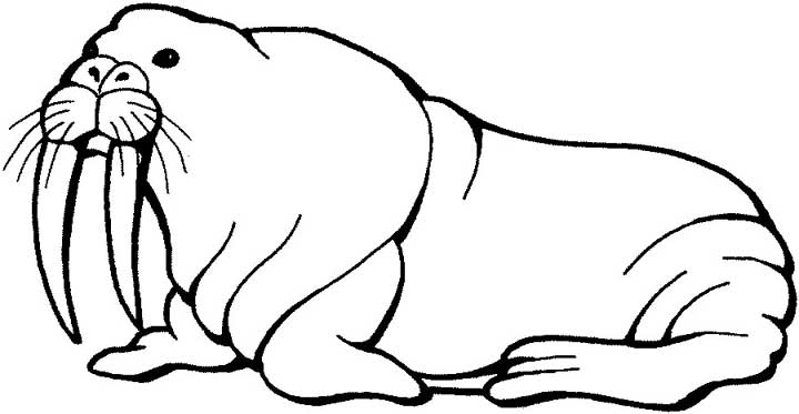 720x373 Walrus Coloring Page For Kids