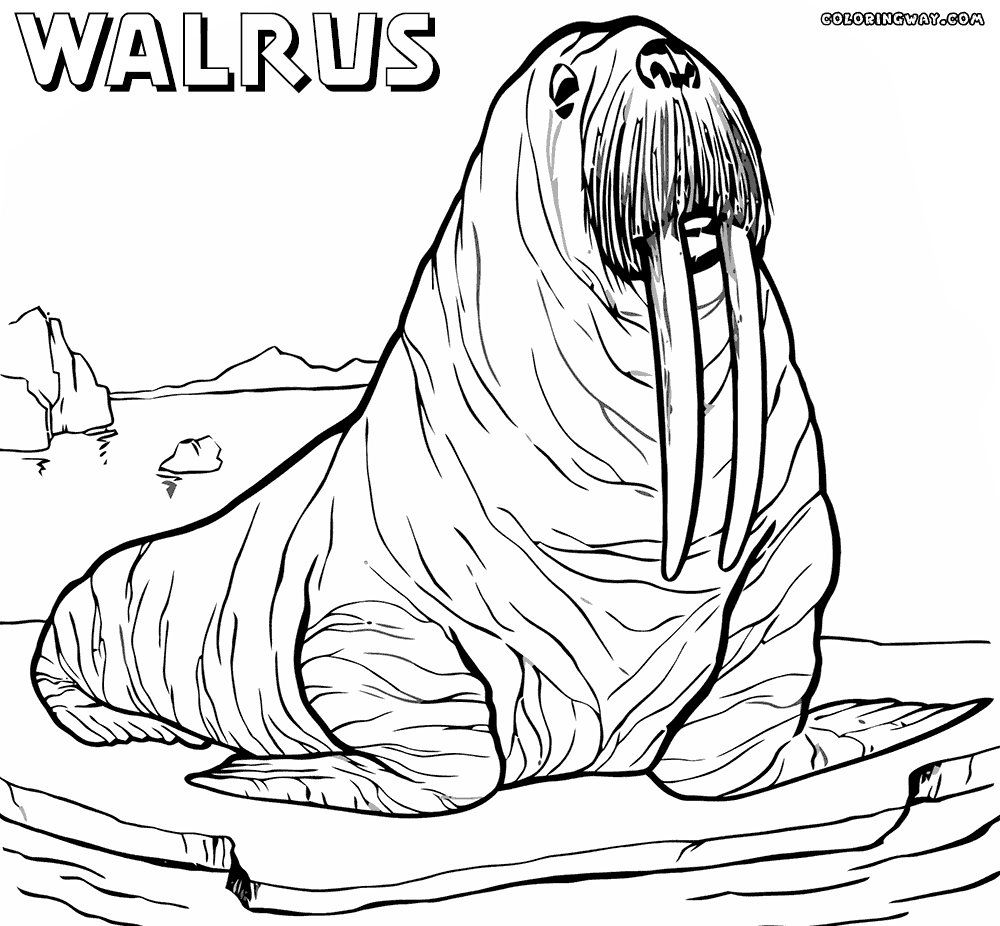 1000x926 Walrus Pictures To Print Printable Tiny Draw Coloring Page