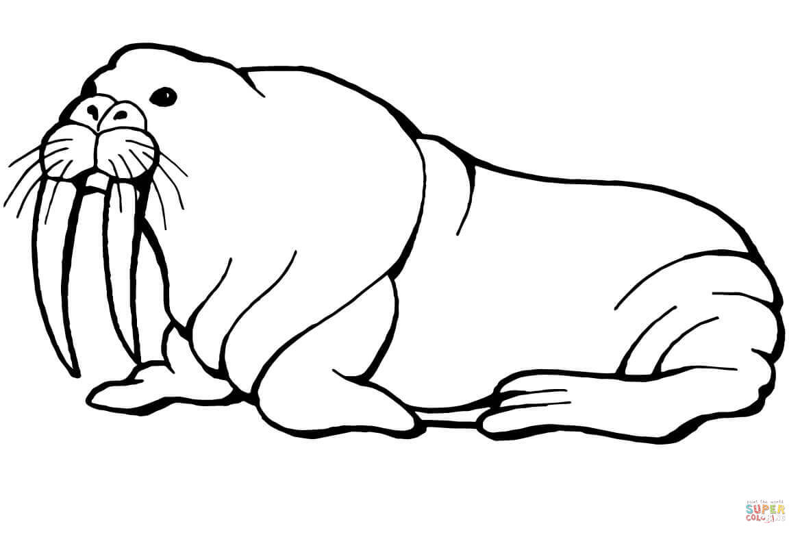 1168x784 Walrus With Long Tusks Coloring Page Free Printable Coloring Pages