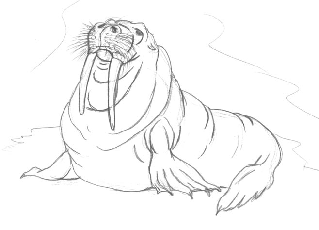 658x474 Walrus By Thylobscene