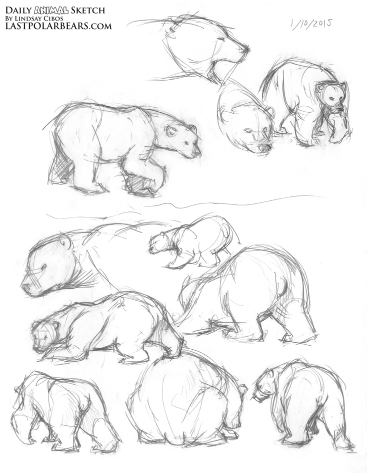 734x944 Daily Animal Sketch Polar Bear Warm Ups Last Of The Polar Bears