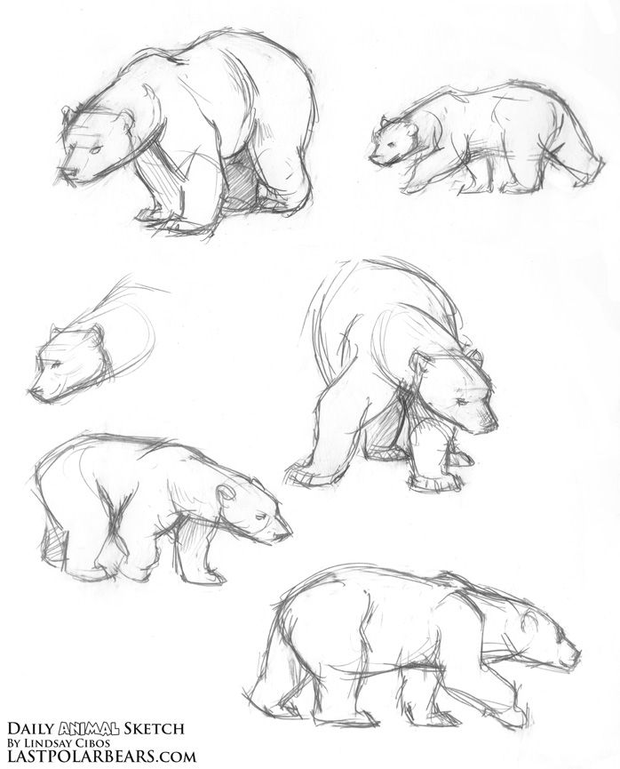 698x865 Daily Animal Sketch Polar Bear Warm Ups The Last Of The Polar