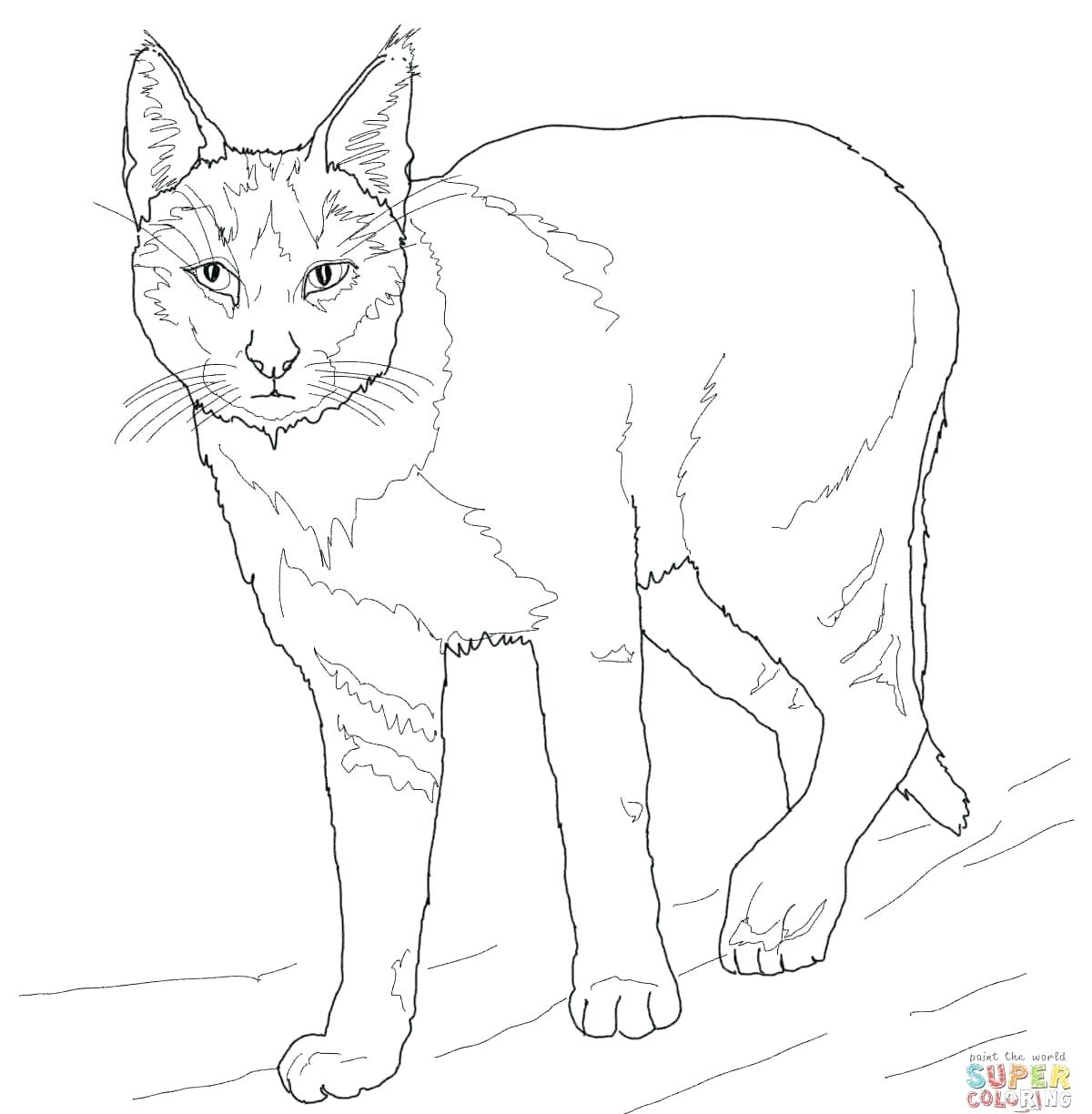 1200x1224 Coloring Warriors Cats Coloring Pages Ideas On How To Draw Best
