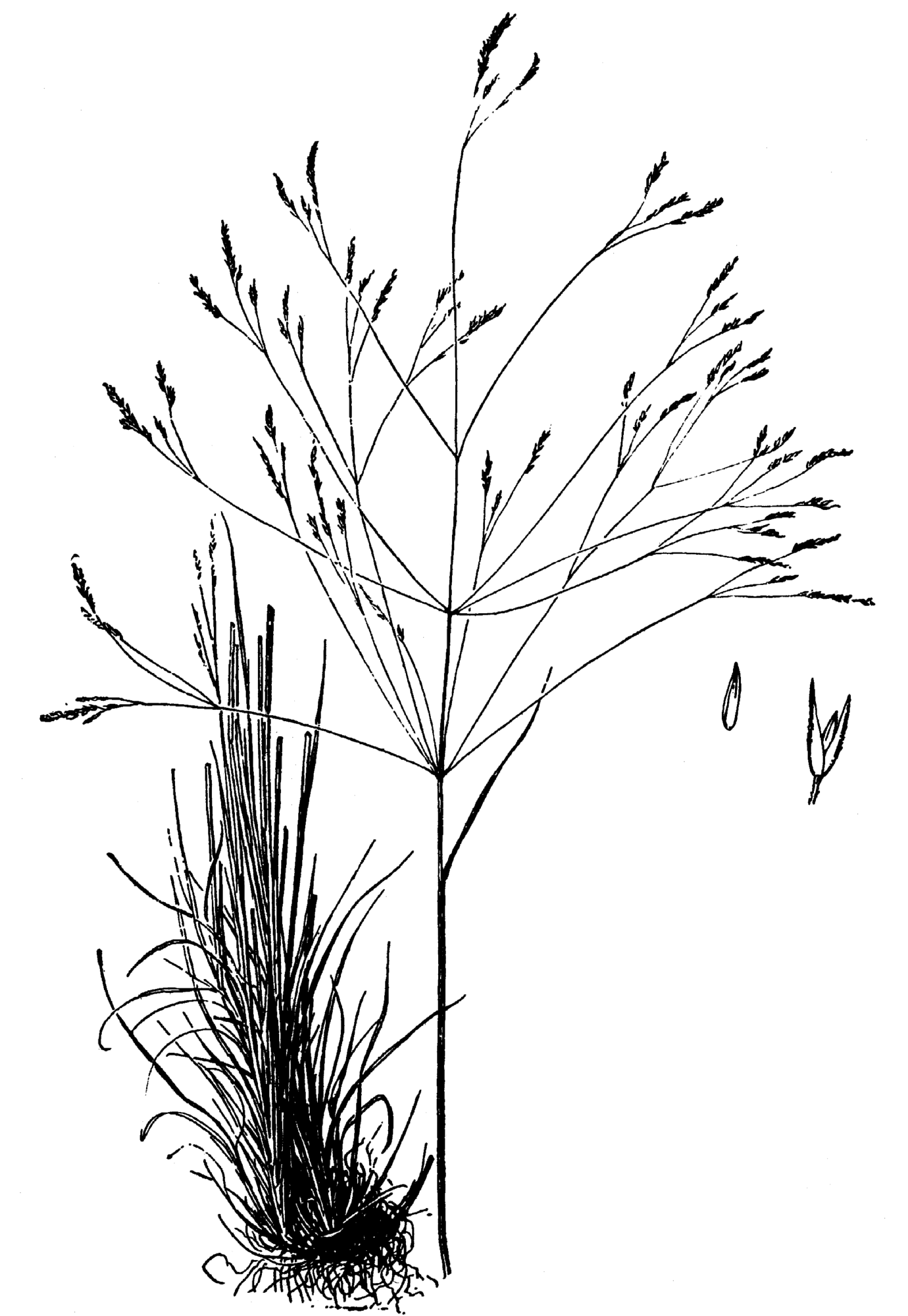 1380x2000 Fileagrostis Hyemalis Drawing.png