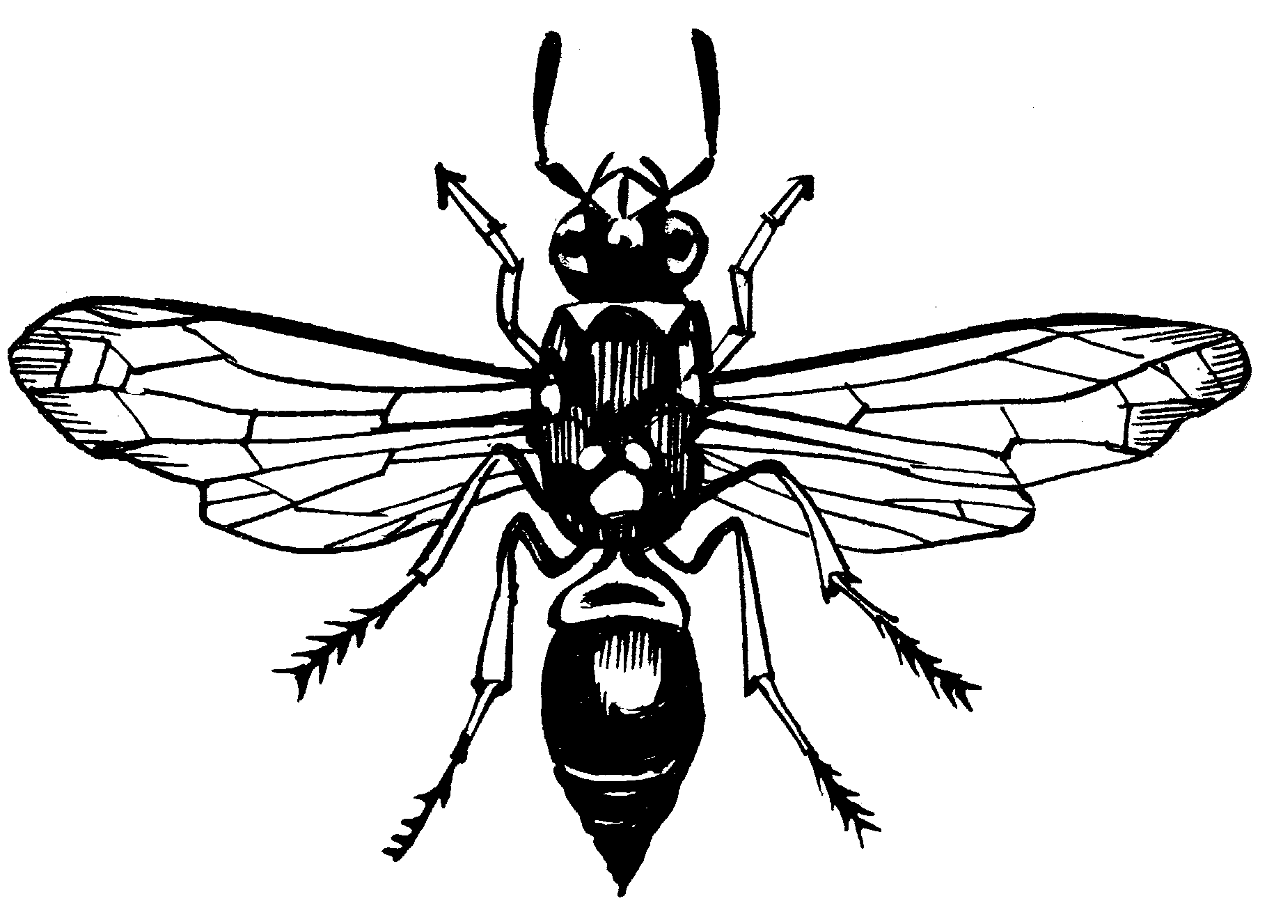 Wasp Drawing at GetDrawings | Free download