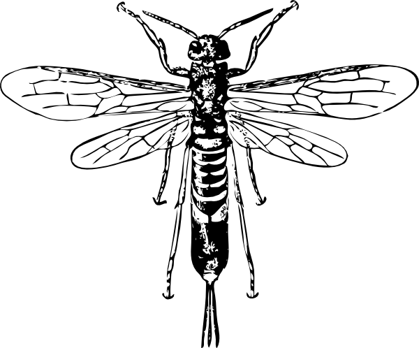 600x498 Horn Tail Wasp Clip Art