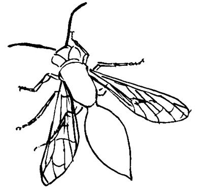 400x387 How To Draw A Wasp