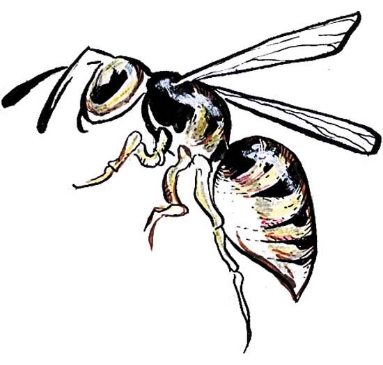 550x525 Image Result For Wasp Drawing Drawings Wasp