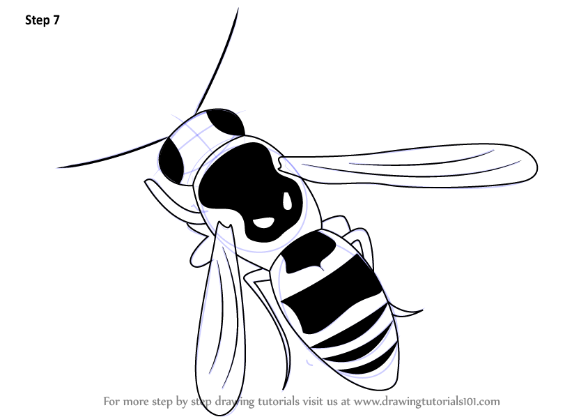 844x598 Learn How To Draw A Wasp (Insects) Step By Step Drawing Tutorials