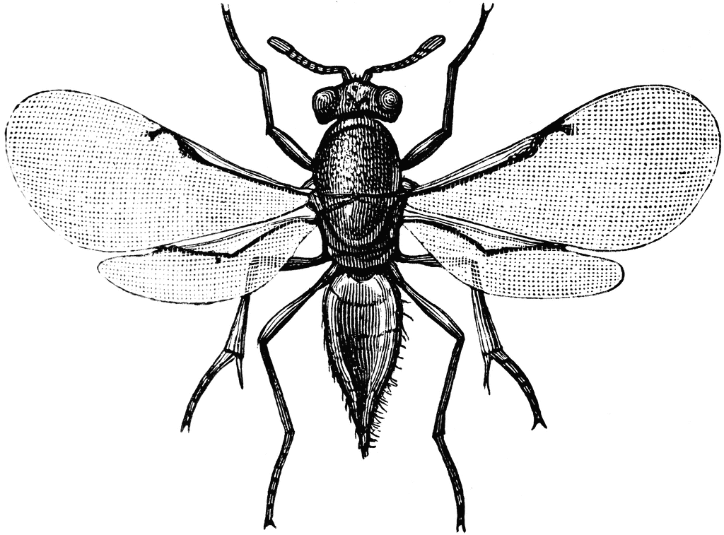 1024x757 Parasitic Wasp Clipart Etc