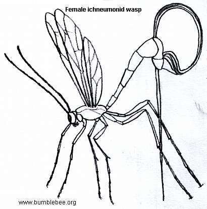 410x414 Parasitic Wasps
