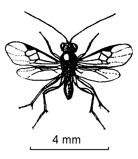 446x514 Parasitoids