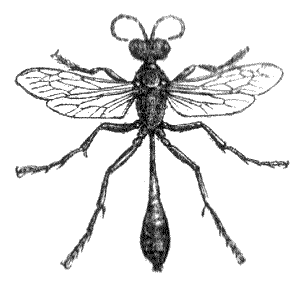 301x282 Soltary Wasps