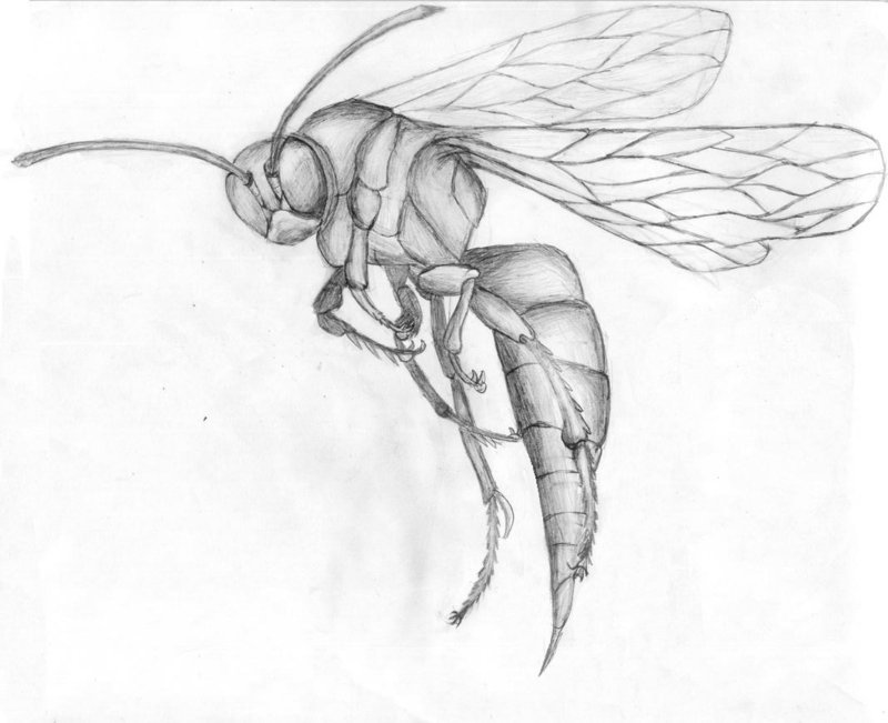 800x651 Steel Wasp By Grygus Pl