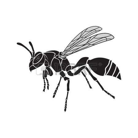 450x450 Vector Of A Wasp On A White Background. Insect Animal Royalty Free
