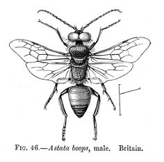 236x233 Wasp Drawing