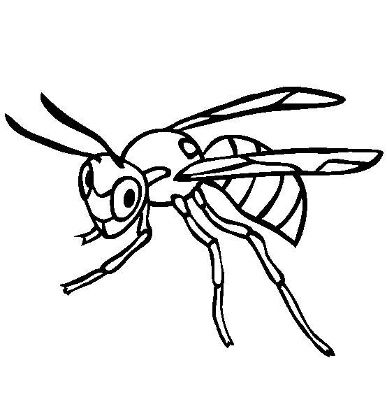 554x565 Wasp Coloring Page