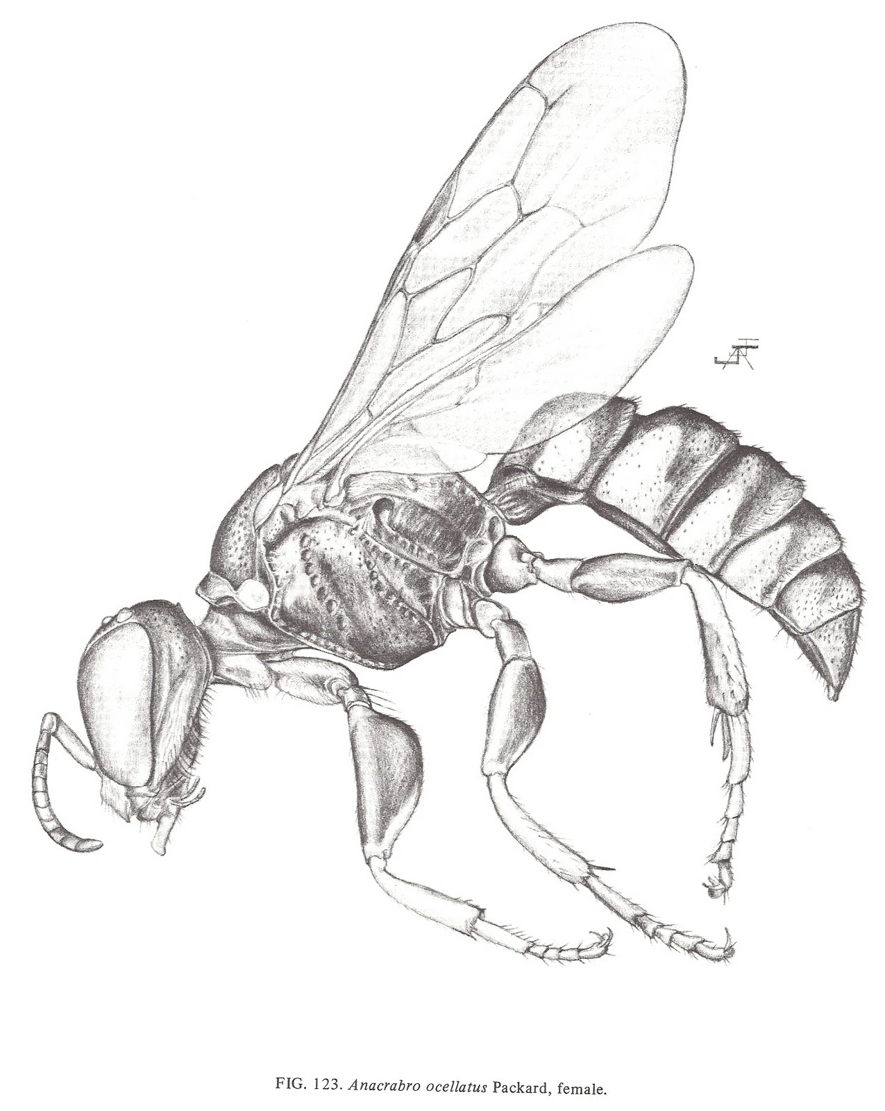 1275x1600 Bug Eric Wasp Wednesday Anacrabro Ocellatus