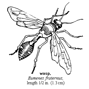 300x300 Drawing Of A Wasp