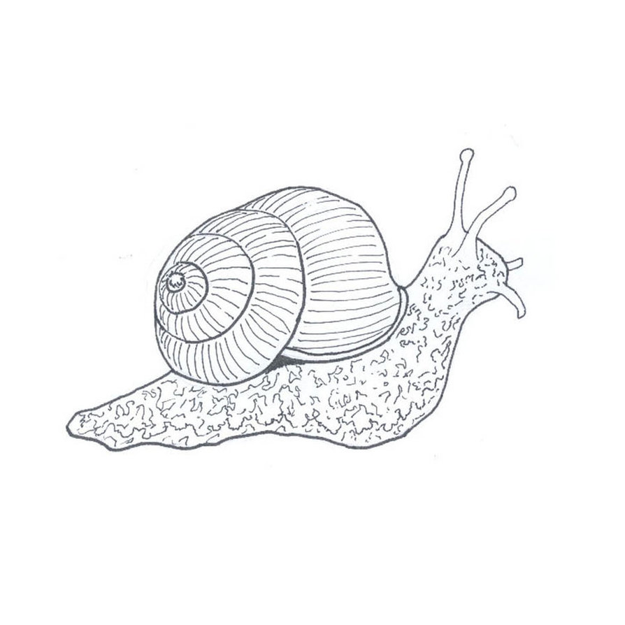 894x894 Snail Line Drawing By Fuzzbunny374