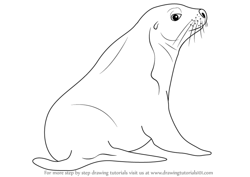 800x566 Learn How To Draw An Australian Sea Lion (Sea Water Animals) Step