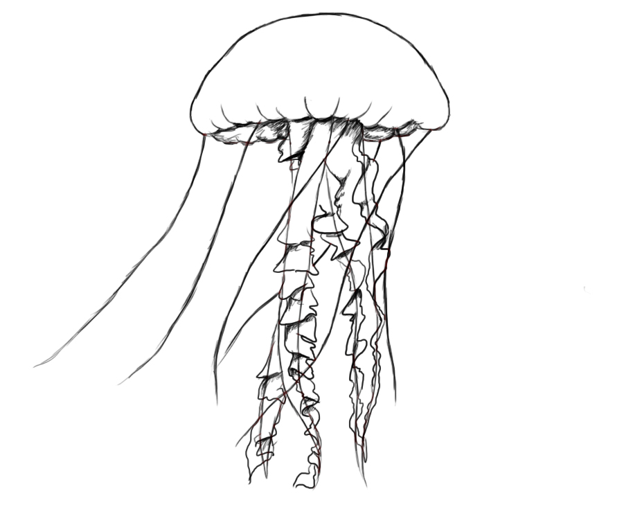 927x768 How To Draw A Jelly Fish