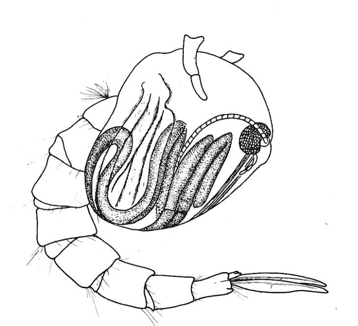 730x665 Biological Drawings. Insects. Mosquito Pupa. Biology Teaching