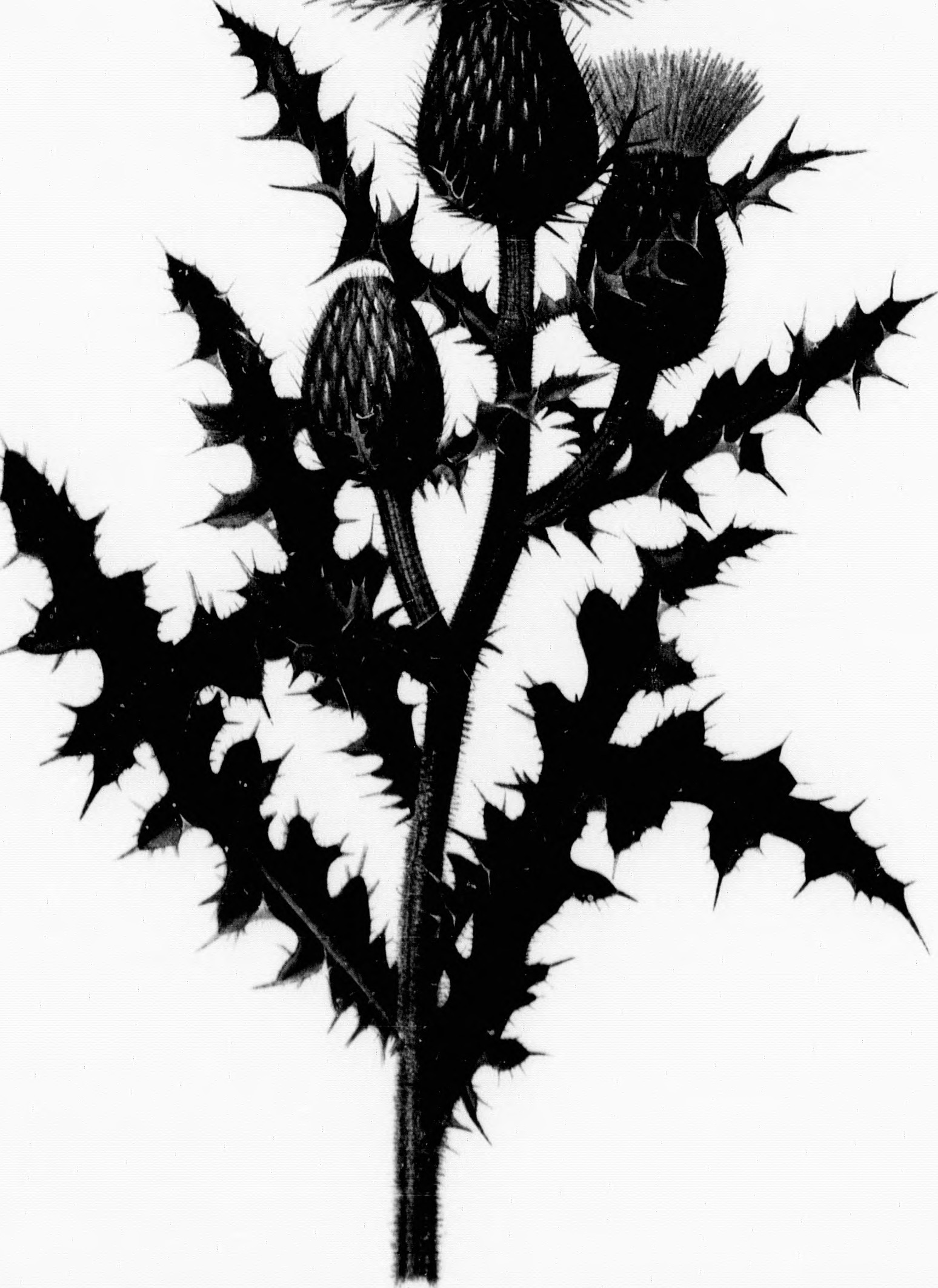 1548x2126 Fileflowers Of The Field And Forest (Microform)