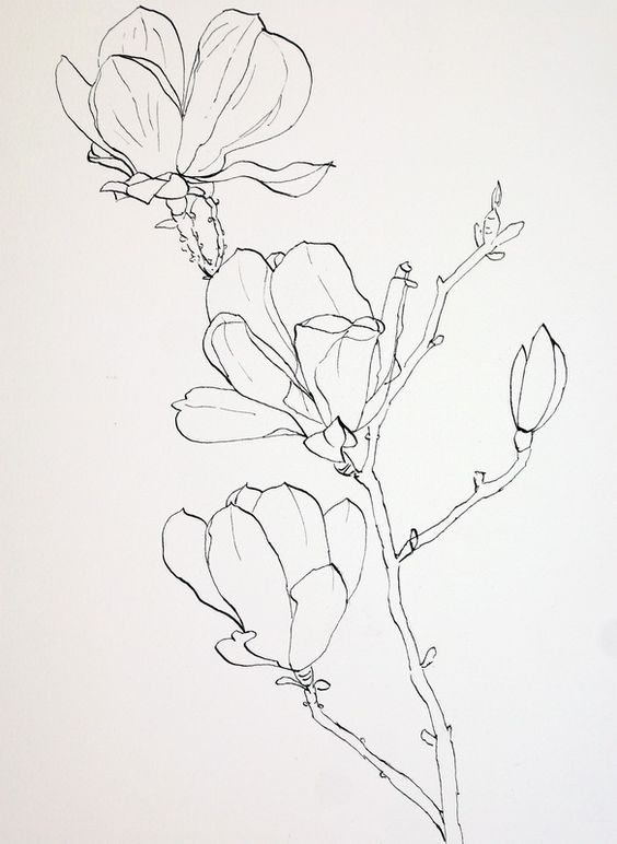 564x772 Pen Drawings Of Flowers Completed Ink Drawing Of Pink Magnolia